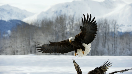 Bald Eagle  ( Haliaeetus leucocephalus )  landed on snow