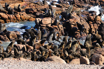 Cape fur seal colony