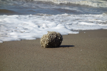 Sea sponge