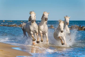 Fotobehang Kudde witte Camargue-paarden die snel door het water rennen in de zon © Uryadnikov Sergey
