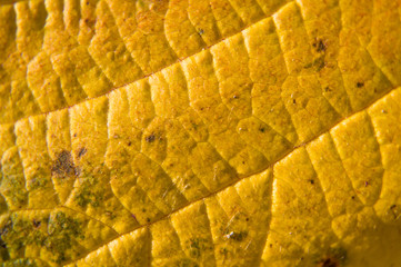  autumnal maple leaf