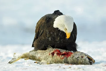 Velvet curtains Eagle The Bald eagle ( Haliaeetus leucocephalus ) sits on snow and eat