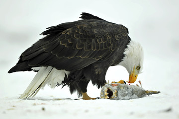 The Bald eagle ( Haliaeetus leucocephalus ) sits on snow and eat