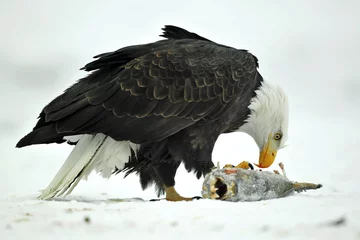 Crédence de cuisine en verre imprimé Aigle The Bald eagle ( Haliaeetus leucocephalus ) sits on snow and eat