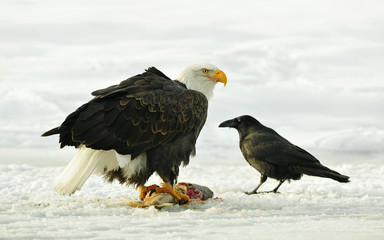 Raven and Bald eagle ( Haliaeetus leucocephalus ) sits on snow a