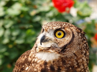 見上げる瞳のフクロウ