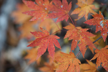 蛇谷自然観察園の紅葉