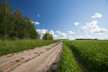 Fototapeta na wymiar Road in a field. Sunny summer day