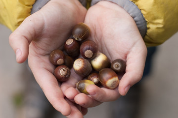 acorns in the children's hands - obrazy, fototapety, plakaty