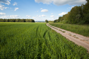 Road in a field. Sunny summer day