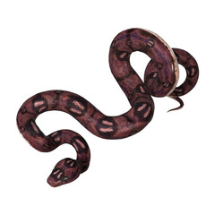 Fototapeta premium Anaconda Snake on White
