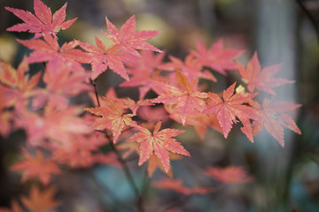 蛇谷自然観察園の紅葉