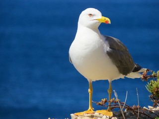 seagull