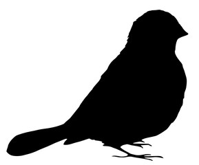 Fototapeta premium sparrow