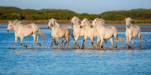  White Camargue Horses running through water in sunset light.