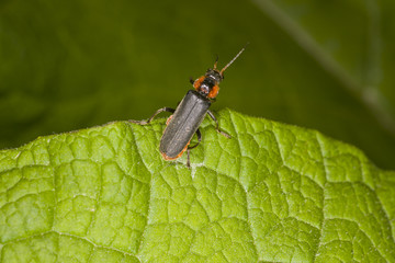 Cantharis fusca on the green leaf