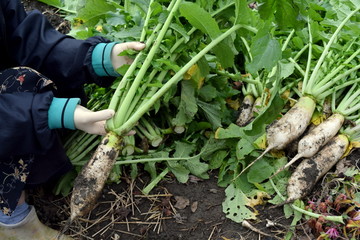 たくあん漬け用大根の収穫