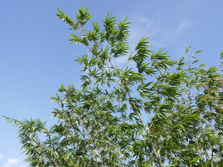 Fresh green Bamboo leaves, against blue sky