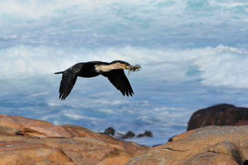 Fototapeta na wymiar White-breasted cormorant carrying nest material