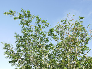 Fresh green Bamboo leaves, against blue sky