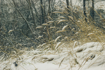 Природа под первым снегом