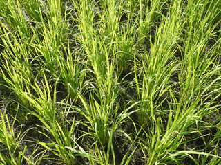Young rice plant with morning dew in the paddy field
