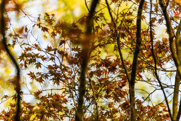 Blurred and abstract acer tree leaves in springtime. Nature scene defocussed background for garden blogs, magazines, book covers
