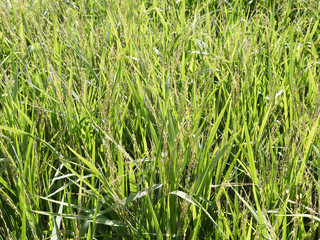 Young rice plant with morning dew in the paddy field