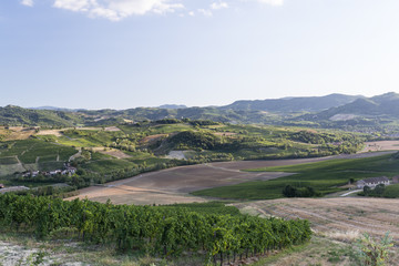 Vineyards in Oltrepo Pavese (Italy)