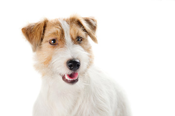 The portrait of Jack Russell terrier dog on the white background