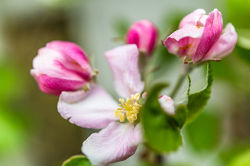 Naklejka na ściany i meble Apple blossoms with fresh soft petals and green leaves in spring. Blossoming fruit tree in springtime, perfect for garden, nature and urban blogs, business and magazines
