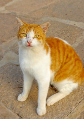 At Hydra island in Greece