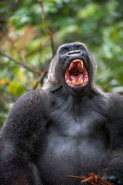 Silverback - adult male of a gorilla. Western Lowland Gorilla.