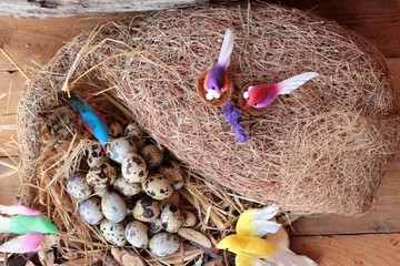 Quail eggs with a small.
