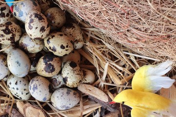 Quail eggs with a small.