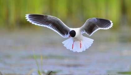 The Little Gull (Larus minutus) in flight