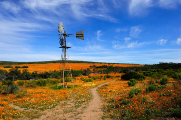 Skilpad Namaqua flowers with windmill