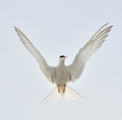 Common Tern ( Sterna Hirundo ) on bright blue sky background;