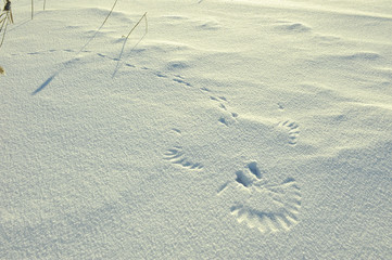  portrait of smile of  ghost.

