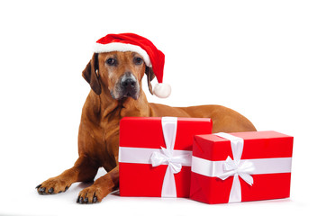 The Rhodesian Ridgeback dog with Santa hat and Christmas gifts