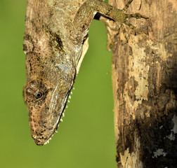 Anolis (Chamaeleolis) guamuhaya (Escambray Bearded Anole).