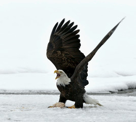 Bald Eagle  ( Haliaeetus leucocephalus )  landed on snow