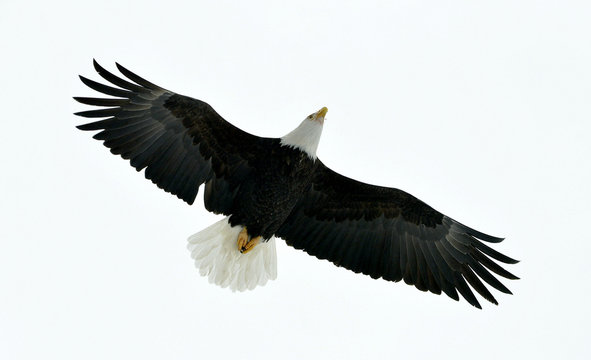 American Bald Eagle (Haliaeetus leucocephalus) in Flight