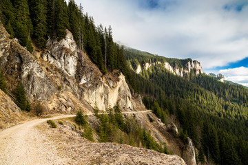 Forest road through the mountains