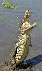 Attack crocodile. Cuban Crocodile (crocodylus rhombifer). The Cuban crocodile jumps out of the water. Cuba.

