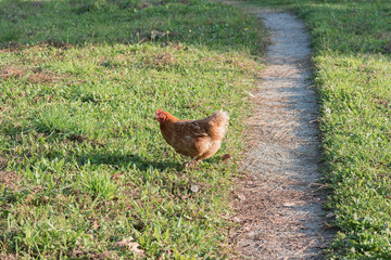 Gallina che razzola nel prato