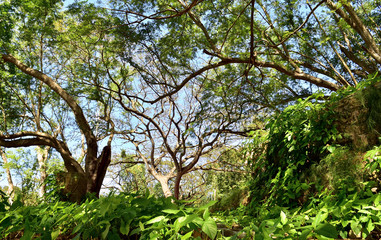 Fototapeta na wymiar Natural Jungle background. Tropical rain forest in the morning m