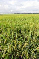Green paddy field with tree landscape in Malaysia