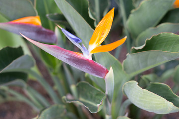 Strelitzia Reginae, a bird of paradise