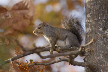 Naklejka na ściany i meble Squirrel Sits on a Branch Amid Autumn Colors